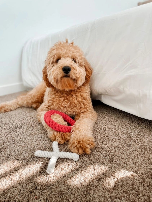 XO Rope Dog Toy