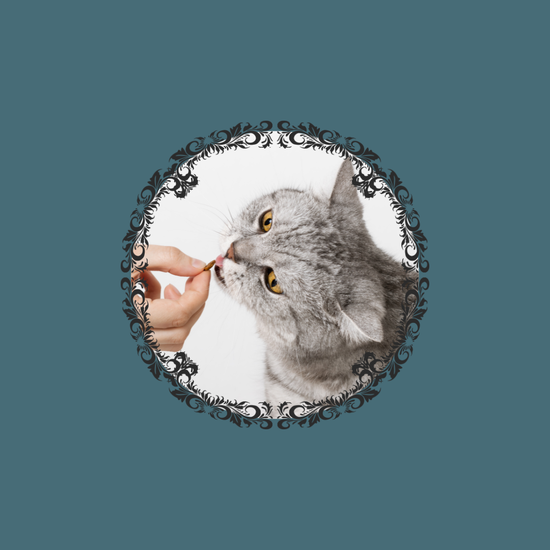 Cat Treats