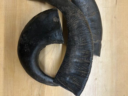 Water Buffalo Horn